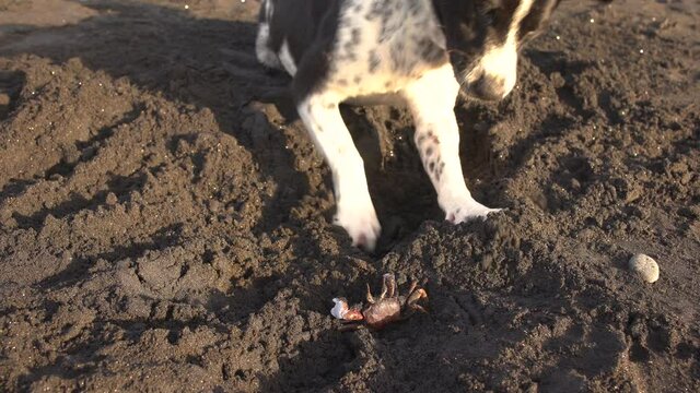 Funny dog playing with crab on beach at sea.