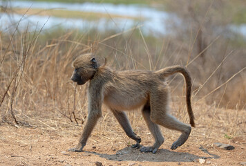 Young Baboon walking by Sabi River in Kruger National Park in South Africa RSA