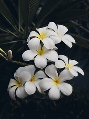Obraz na płótnie Canvas Plumeria is a beautiful white flower