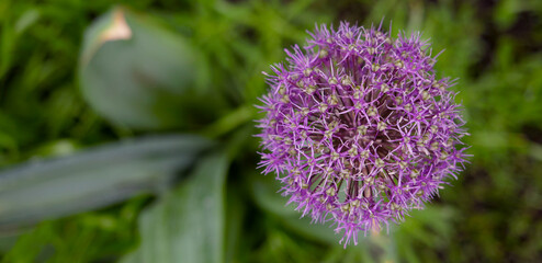 Blooming garlic. Beautiful purple flower on a background of greenery. Top view, close-up