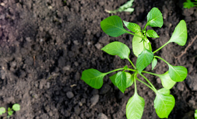  Close-up of a plant with green leaves on the background of the ground. Top view. Farming concept