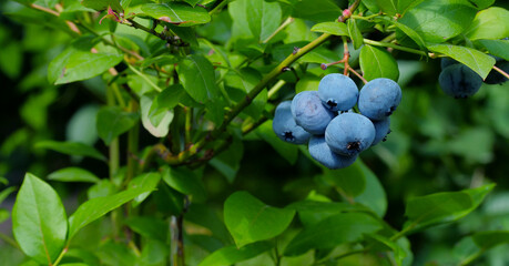 Delicious ripe blueberries on the bushes. Blue berries on a background of greenery.