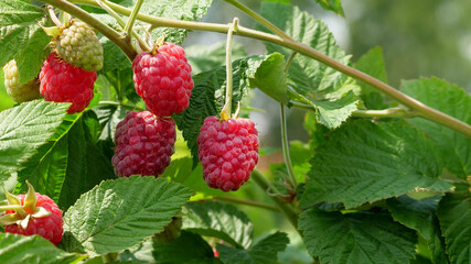 Delicious ripe raspberries on the bushes. Red berries on a background of greenery