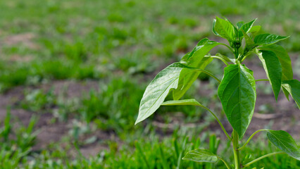 Pepper seedling on the background of the field. Organic farming and horticulture concept