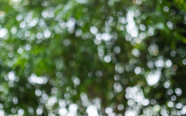 Abstract green bokeh of trees, blurred nature background