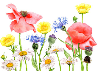 Fototapeta premium watercolor drawing field flowers and plants