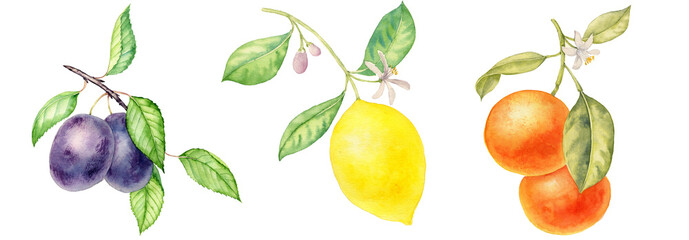 watercolor drawing fruit branches with leaves