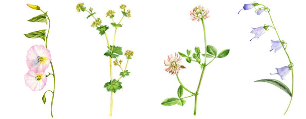 watercolor drawing set of wild flowers