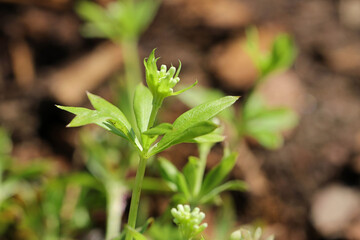 Nahaufnahme der sehr seltenen, ursprünglichen Naturheilpflanze  Echter Waldmeister