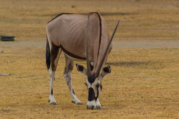 antelope in the middle of the savannah