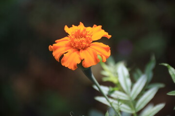 orange flower in the garden