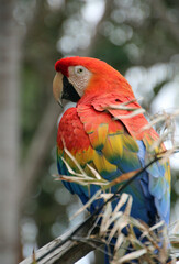 Red Macaw looking left