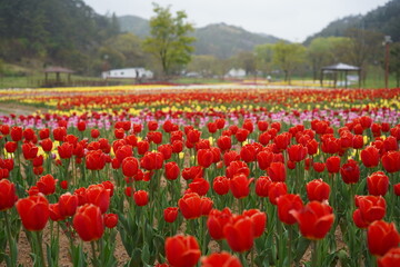 Spread tulip flower garden