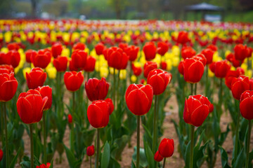 red and yellow tulips