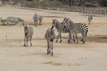 Fototapeta na wymiar herd of zebras in the savannah