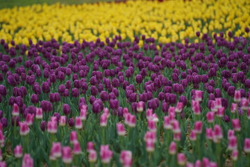 Yellow Tulips and Pink Tulips and Violet Tulips