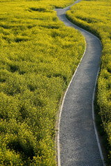 Naklejka premium Road through yellow rape field