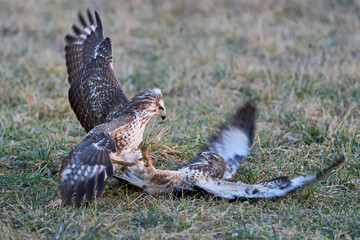 Common buzzard (Buteo buteo)