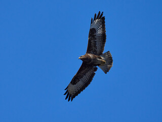 Common buzzard (Buteo buteo)