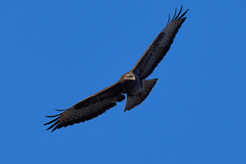 Common buzzard (Buteo buteo)