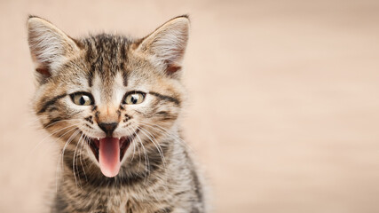 Close up portrait of kitten with open mouth with copy space