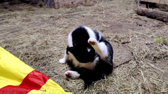 Farm cat sitting on hay, relaxing and cleaning herself inside barn