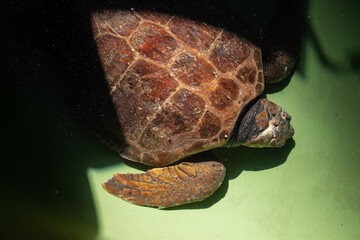Injured sea turtle in the pool at rehabilitation center