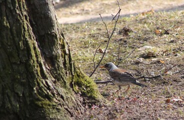 red backed shrike