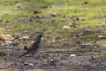 crow on the ground