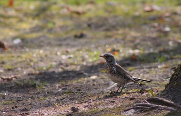 blackbird on the grass