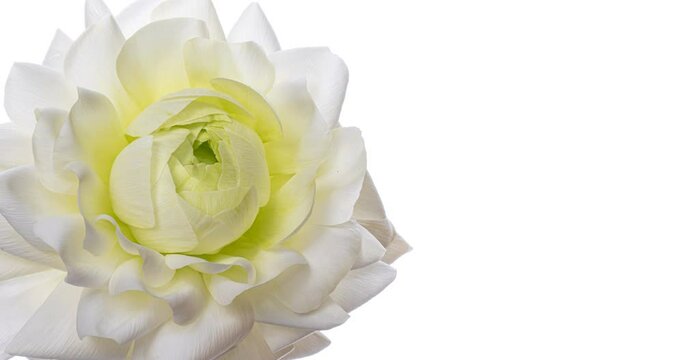 Beautiful white ranunculus flower opening on white background. Wedding, Valentines Day, Mothers Day concept. Holiday, love, birthday design backdrop with place for text or image. Congratulation banner