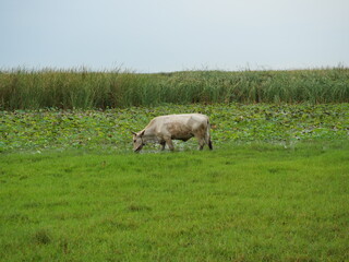Obraz premium Thai cow standing on the edge of stream, Cows grazing in the green fields have mountains covered with white cloud and blue sky in background, Livestock in Thailand