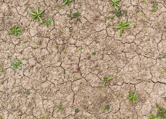 The very dry soil and many weed growth on it