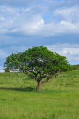 ケニアのマサイマラ国立保護区のソーセージツリー