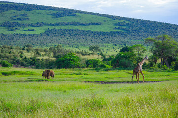 ケニアのマサイマラ国立保護区で水を飲みに来たキリンとアフリカゾウ