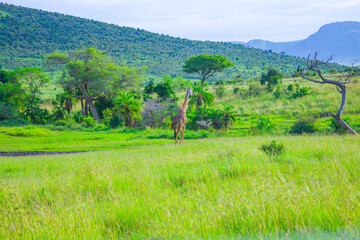 ケニアのマサイマラ国立保護区で水を飲みに来たキリン