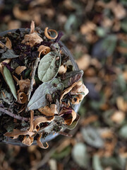 Organic herbal tea in a glass jar with dried herbs scattered around on a white background in the...