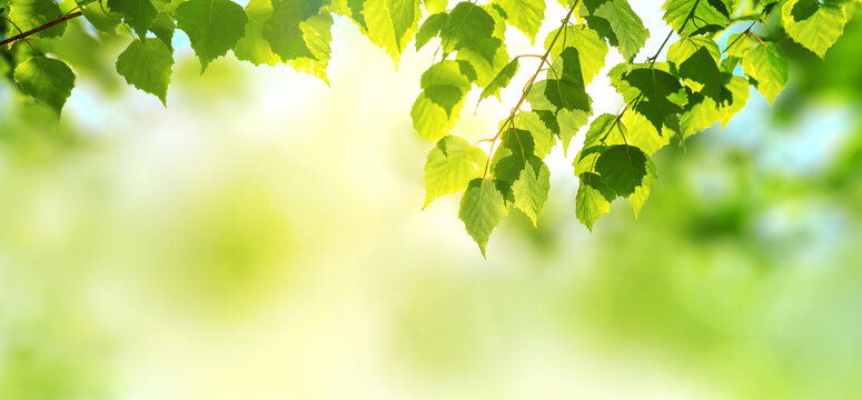 Beautiful nature background with fresh leaves. View of nature green leaf on blurred background with sunlight and copy space.