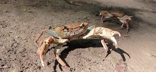 crab on the beach