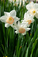Narzissen