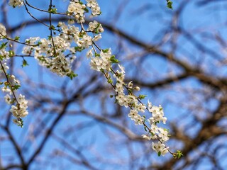 blooming tree