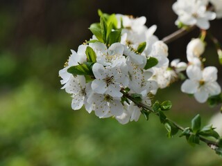 apple tree blossom