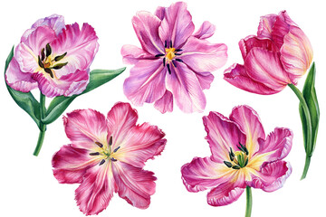 Obraz premium Pink tulips, beautiful flowers on an isolated white background. Watercolor botanical illustration, Floral design 
