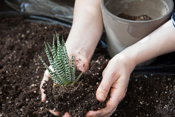Young Woman is planting succulent in flower pot. zebra cactus. Selective Focus Plant