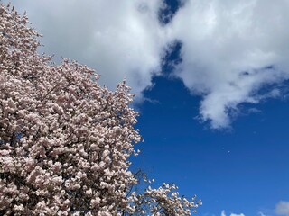 桜の花びら舞う青空