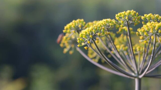 spicy plant blossoming dill in the garden,yellow flowering plant of cumin crop with blue sky,Fennel