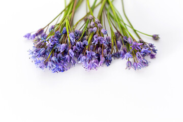 Wildflowers, blue squill isolated on white background.
