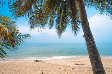 The beach and coconut trees in the daytime