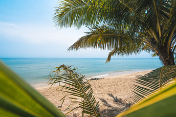 The beach and coconut trees in the daytime