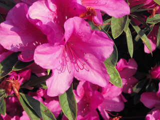 ピンク色の躑躅 ツツジの花。伊豆高原にて